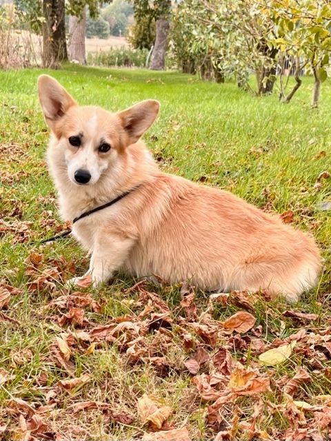 Les Welsh Corgi Pembroke de l'affixe des Jardins de Becky