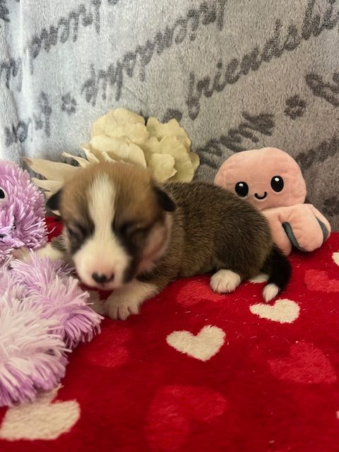 des Jardins de Becky - Chiot disponible  - Welsh Corgi Pembroke