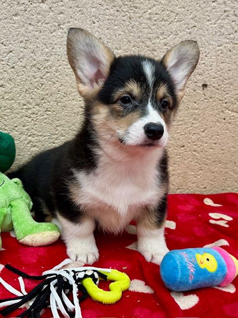 des Jardins de Becky - Chiot disponible  - Welsh Corgi Pembroke