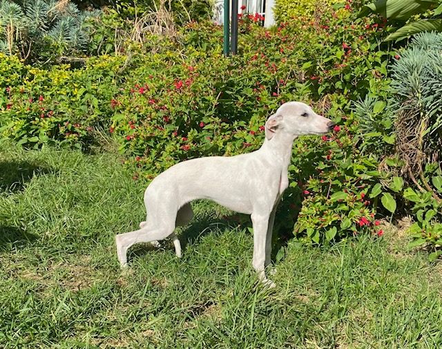 des Jardins de Becky - Chiot disponible  - Whippet