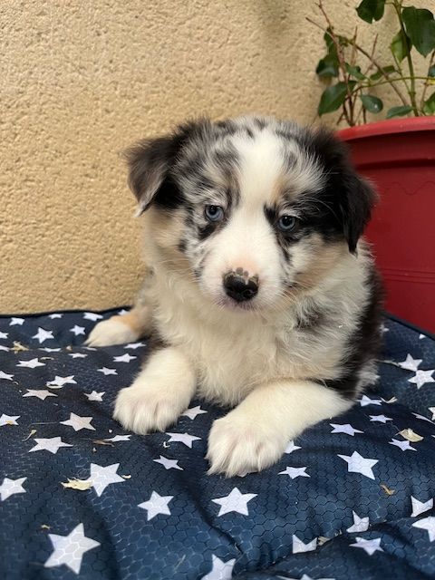 chiot Berger Américain Miniature  des Jardins de Becky