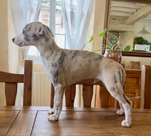 des Jardins de Becky - Chiot disponible  - Whippet