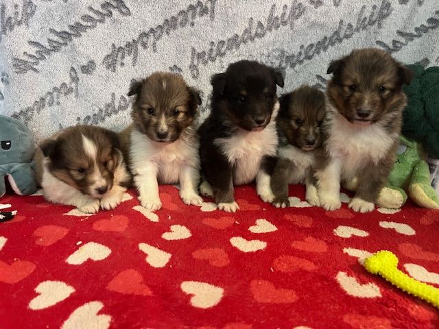 chiot Shetland Sheepdog des Jardins de Becky