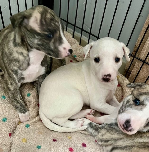 chiot Whippet des Jardins de Becky