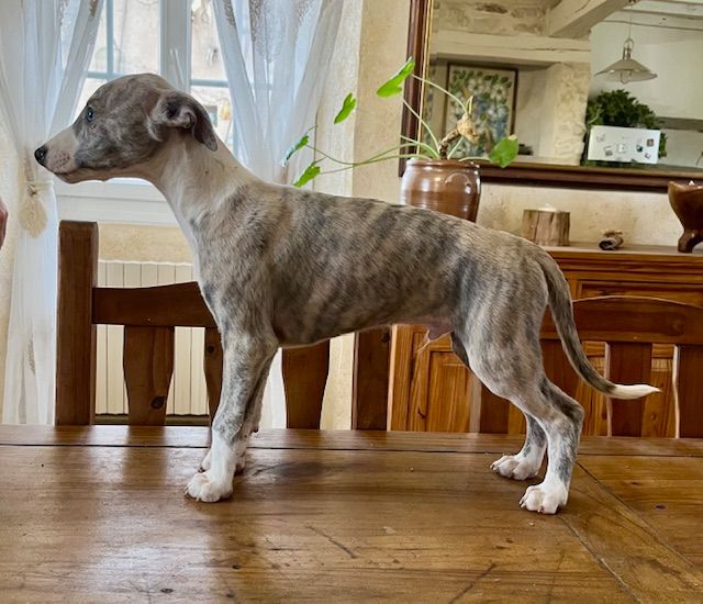 des Jardins de Becky - Chiot disponible  - Whippet