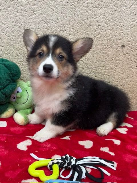 des Jardins de Becky - Chiot disponible  - Welsh Corgi Pembroke