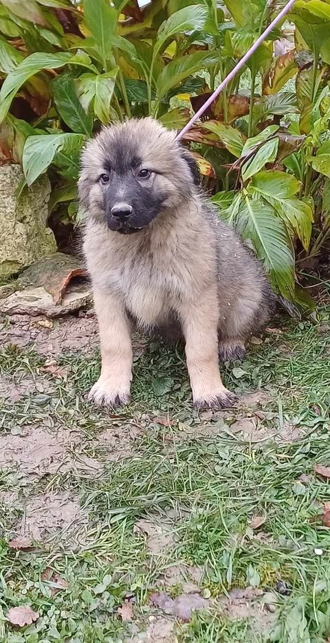 des Jardins de Becky - Chiot disponible  - Berger Yougoslave de Charplanina