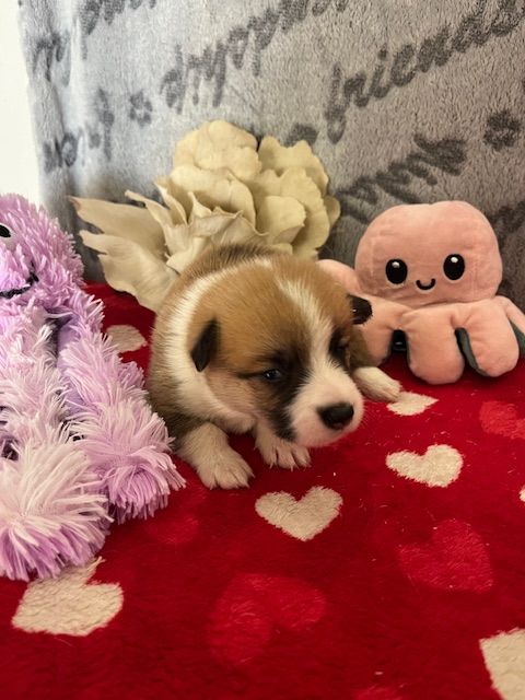 des Jardins de Becky - Chiot disponible  - Welsh Corgi Pembroke