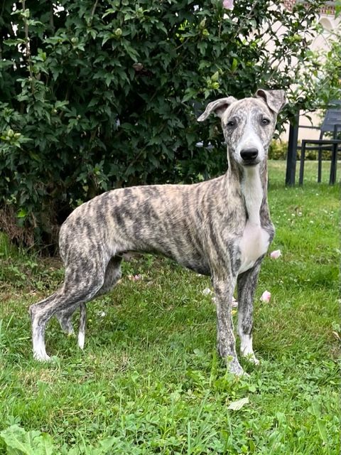 des Jardins de Becky - Chiot disponible  - Whippet