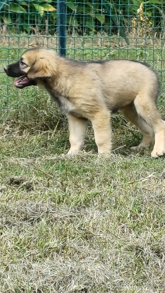 des Jardins de Becky - Chiots disponibles - Berger Yougoslave de Charplanina