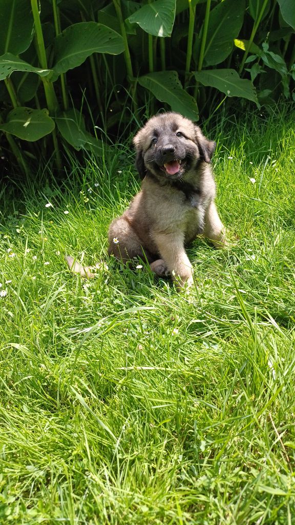 CHIOT 6