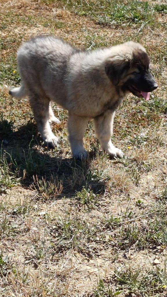 des Jardins de Becky - Chiots disponibles - Berger Yougoslave de Charplanina