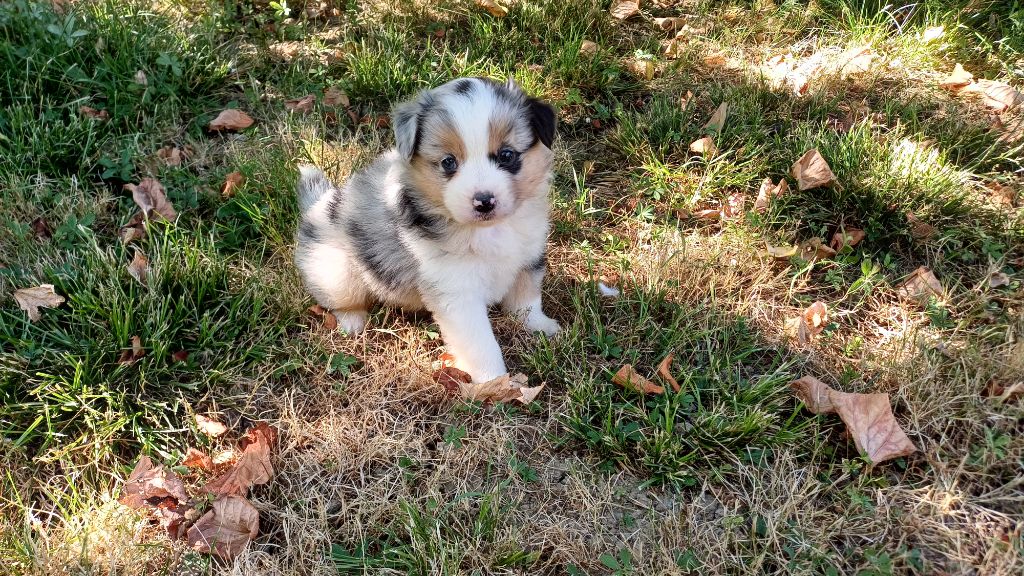 des Jardins de Becky - Chiots disponibles - Berger Américain Miniature 