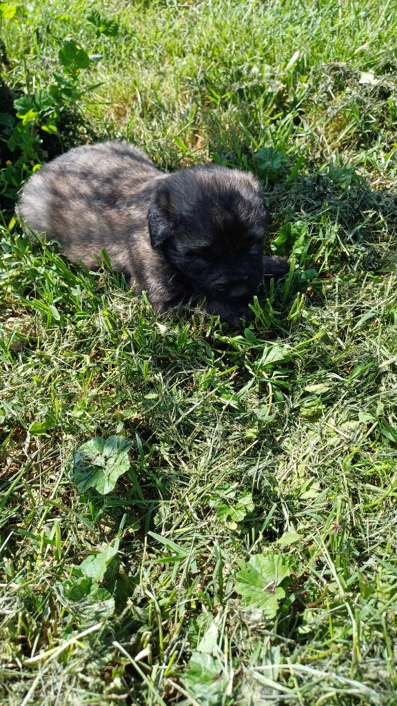 des Jardins de Becky - Chiots disponibles - Berger Yougoslave de Charplanina