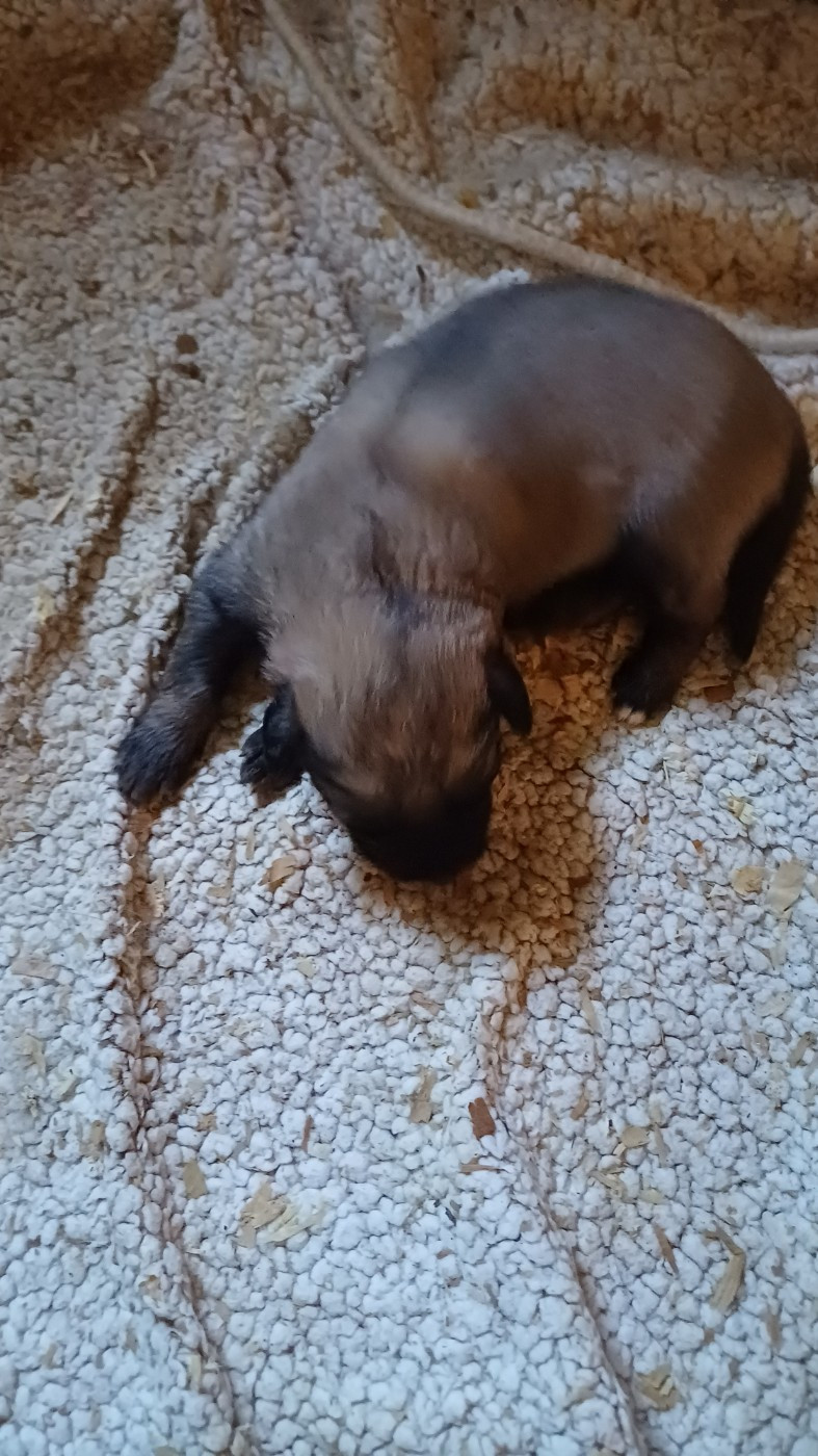 des Jardins de Becky - Chiots disponibles - Berger Yougoslave de Charplanina