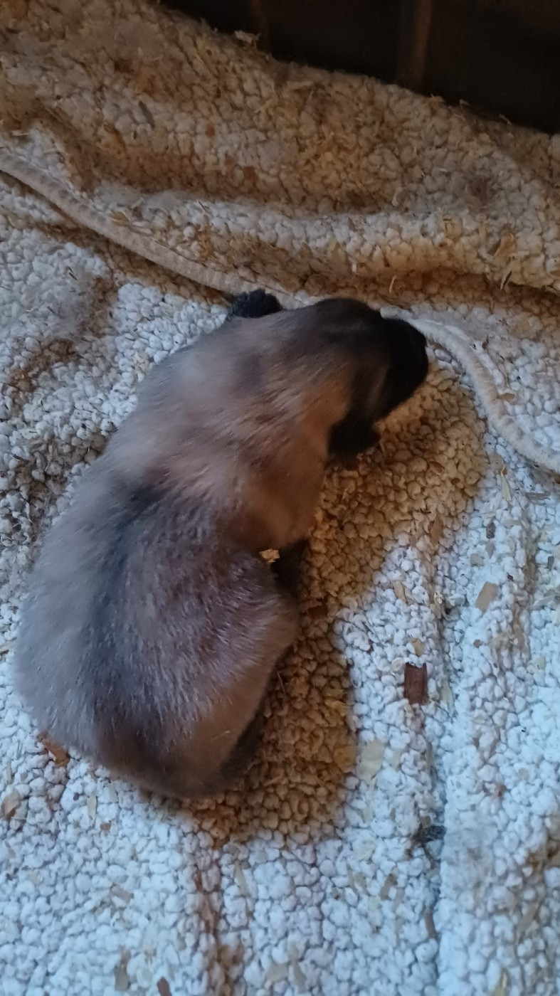 des Jardins de Becky - Chiots disponibles - Berger Yougoslave de Charplanina