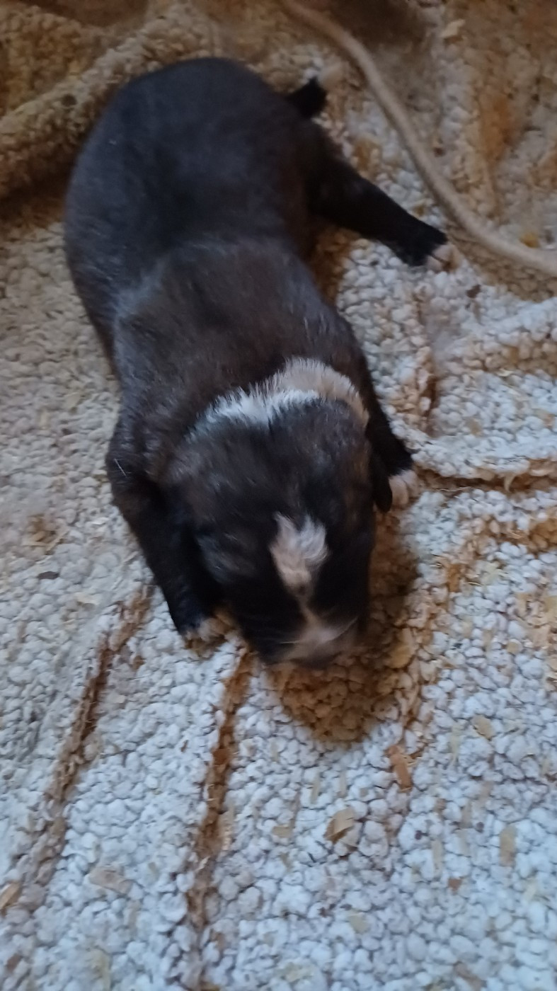 des Jardins de Becky - Chiots disponibles - Berger Yougoslave de Charplanina