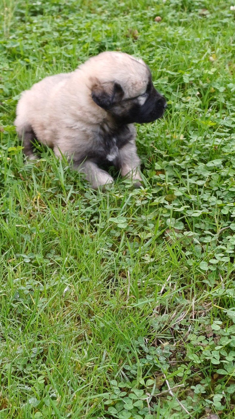 des Jardins de Becky - Chiots disponibles - Berger Yougoslave de Charplanina