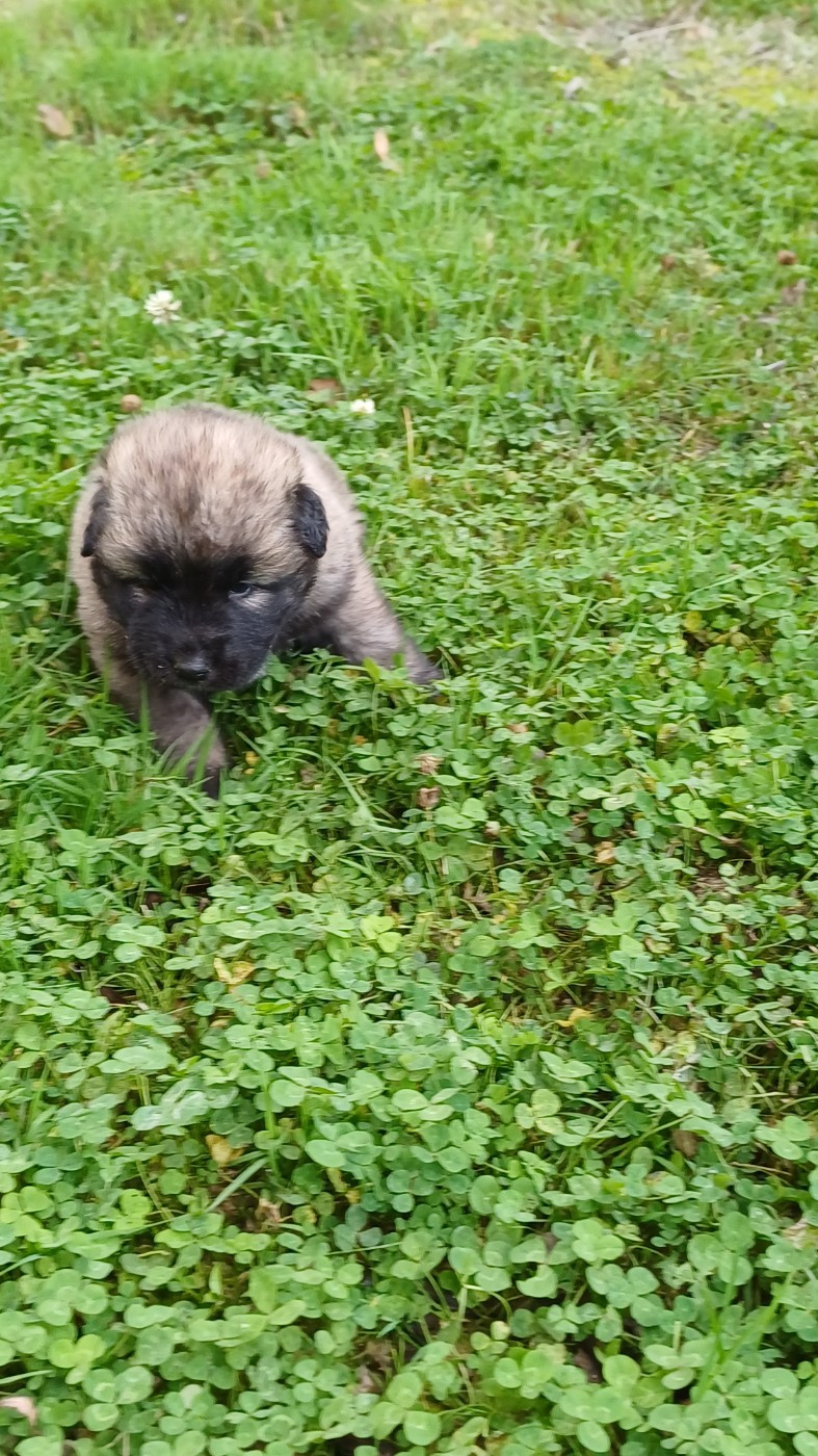 des Jardins de Becky - Chiots disponibles - Berger Yougoslave de Charplanina