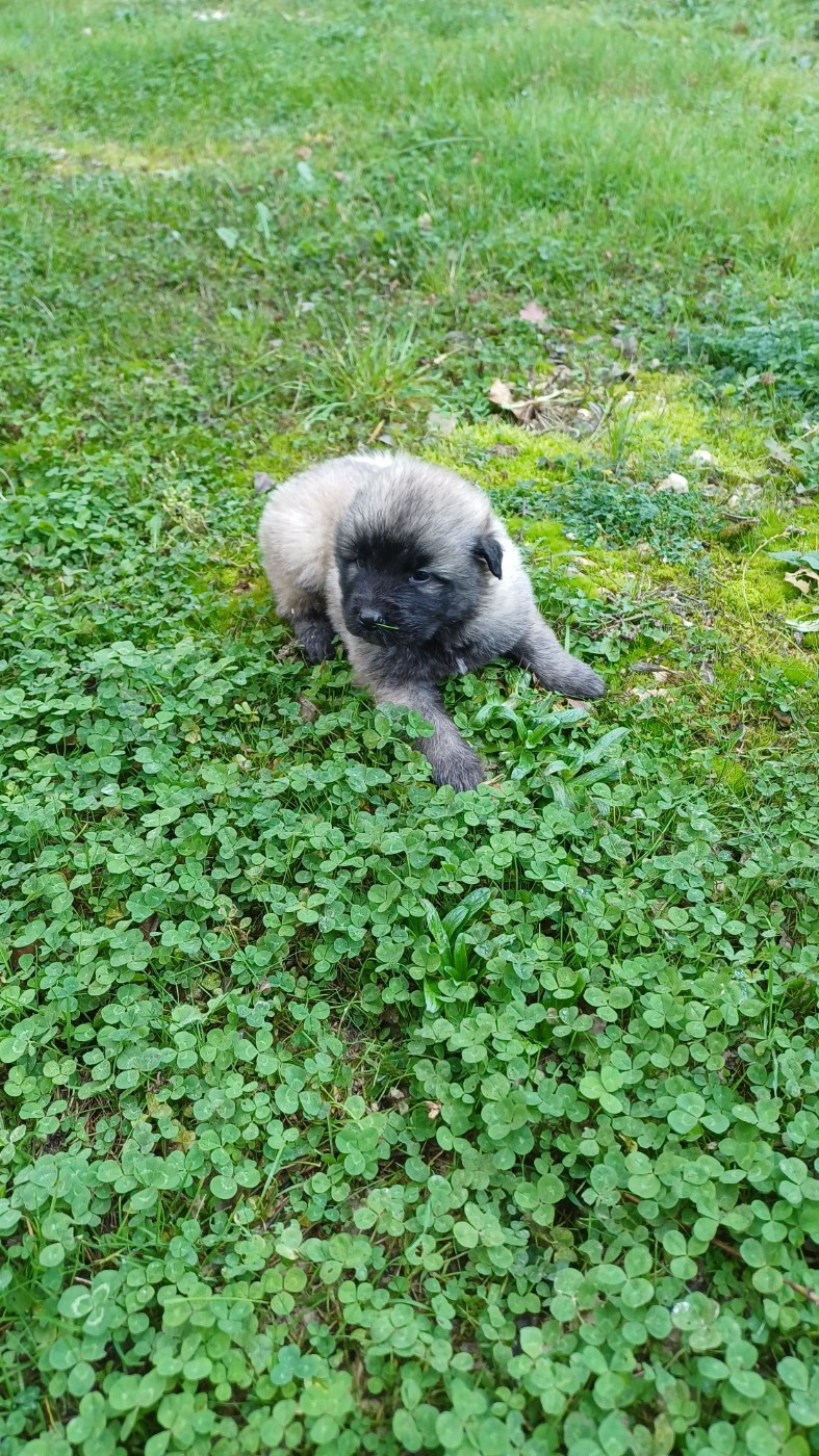 des Jardins de Becky - Chiots disponibles - Berger Yougoslave de Charplanina