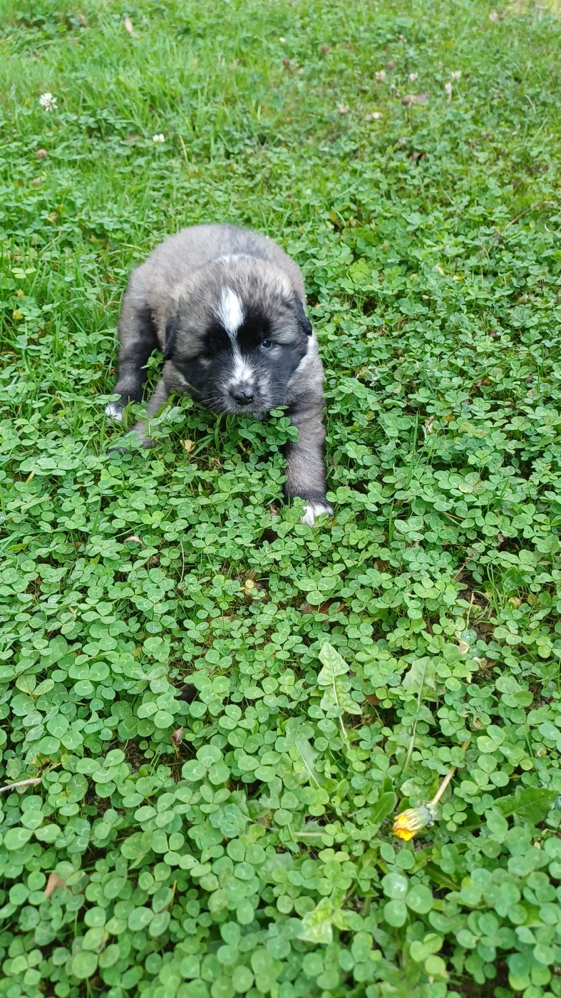 des Jardins de Becky - Chiots disponibles - Berger Yougoslave de Charplanina