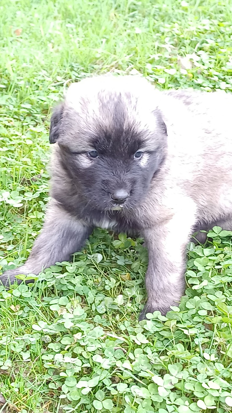 des Jardins de Becky - Chiots disponibles - Berger Yougoslave de Charplanina