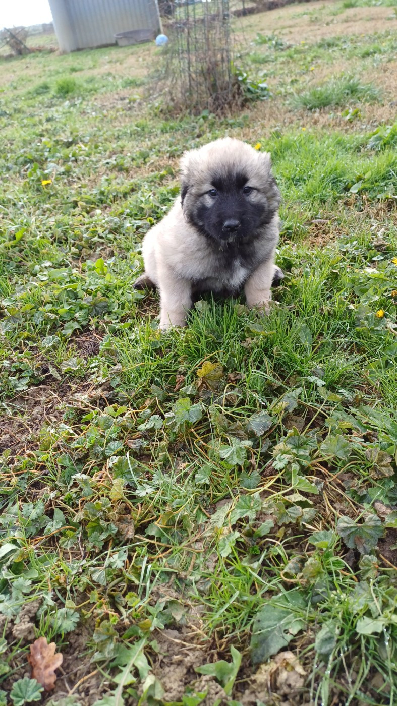 des Jardins de Becky - Chiots disponibles - Berger Yougoslave de Charplanina