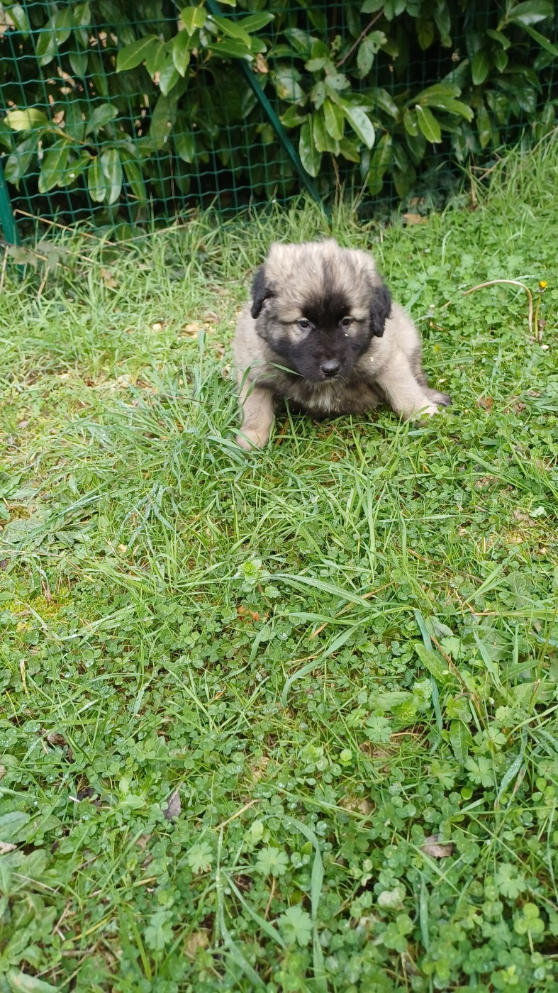 des Jardins de Becky - Chiots disponibles - Berger Yougoslave de Charplanina