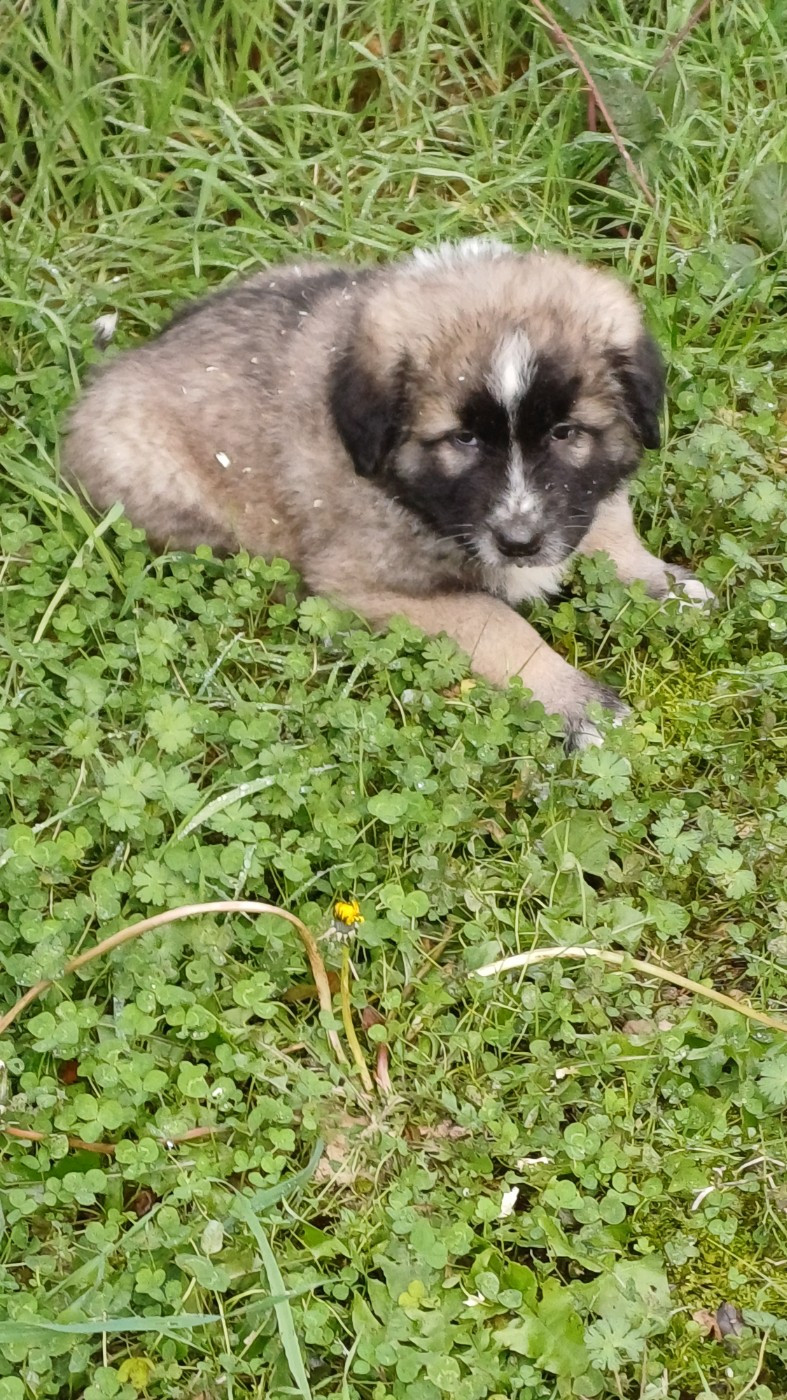 des Jardins de Becky - Chiots disponibles - Berger Yougoslave de Charplanina