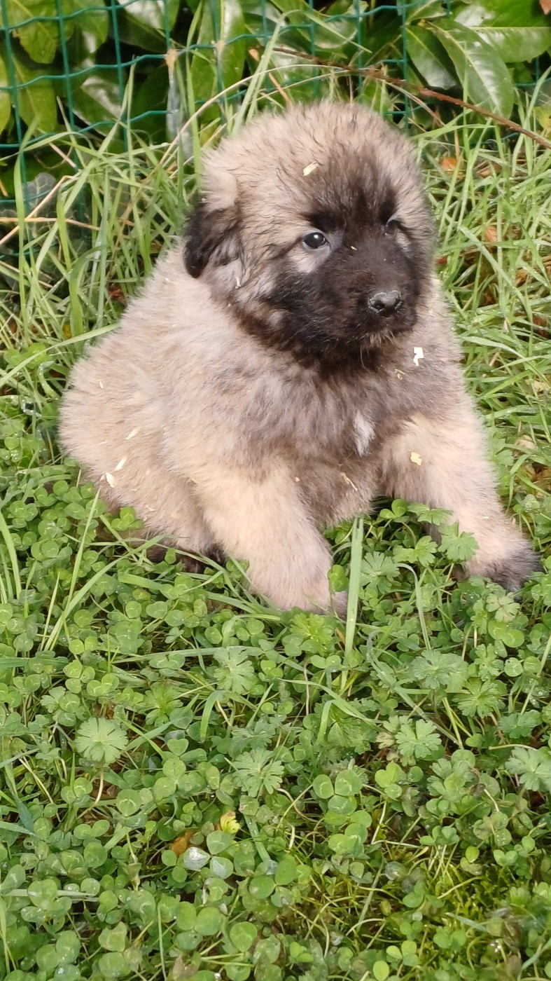 des Jardins de Becky - Chiots disponibles - Berger Yougoslave de Charplanina