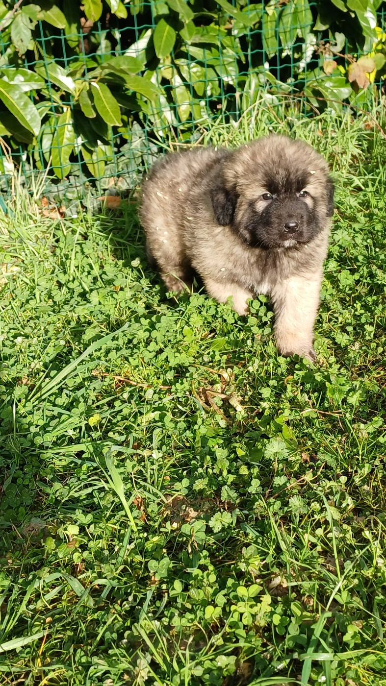 des Jardins de Becky - Chiots disponibles - Berger Yougoslave de Charplanina