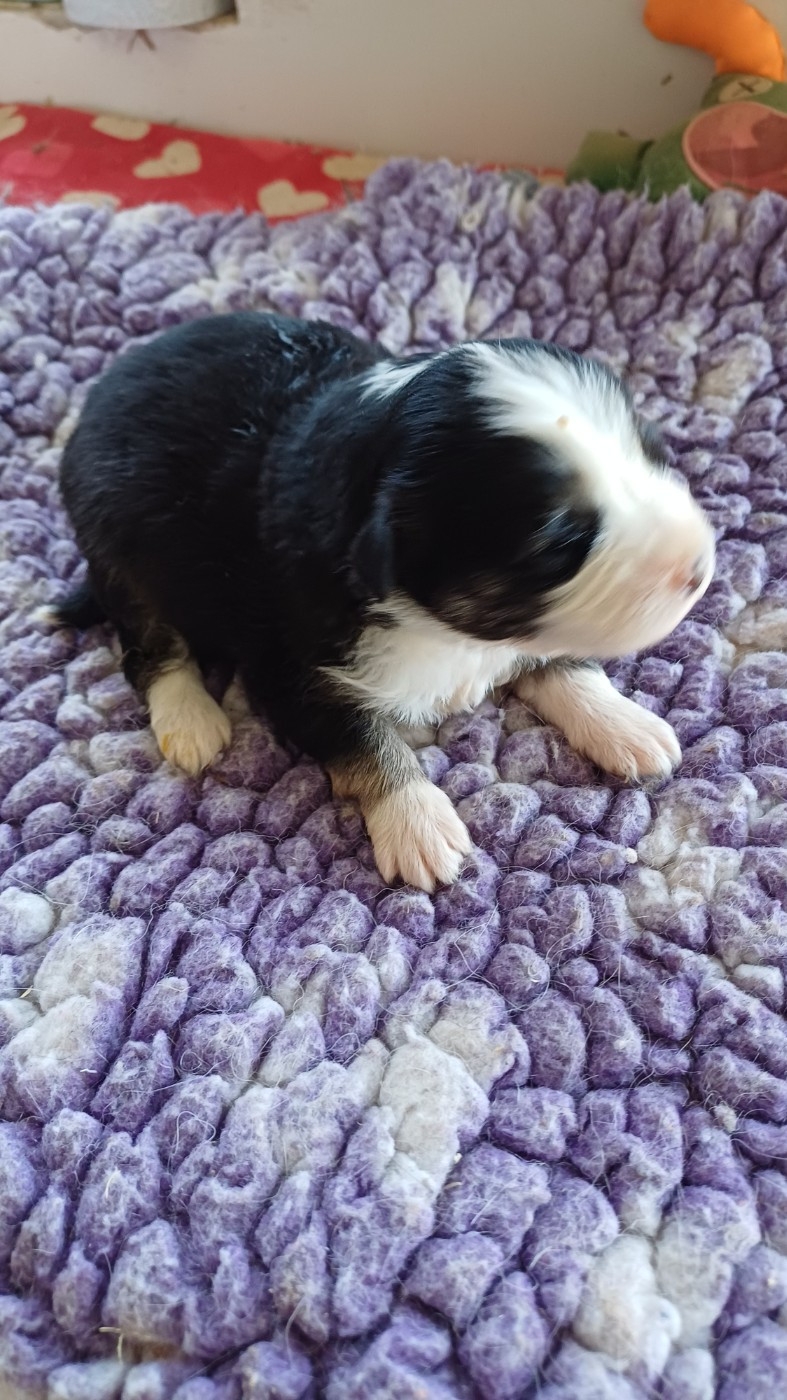 des Jardins de Becky - Chiots disponibles - Berger Américain Miniature 