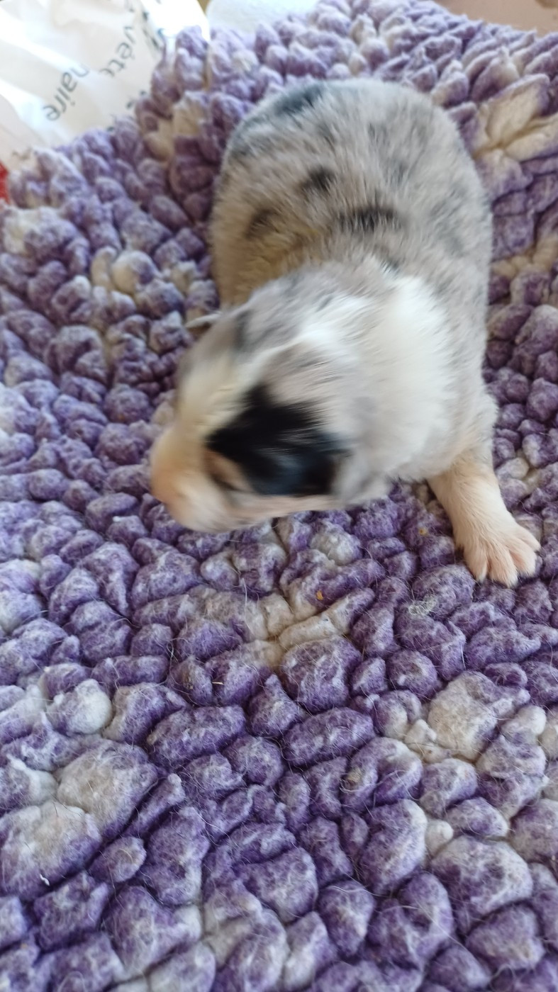 des Jardins de Becky - Chiots disponibles - Berger Américain Miniature 