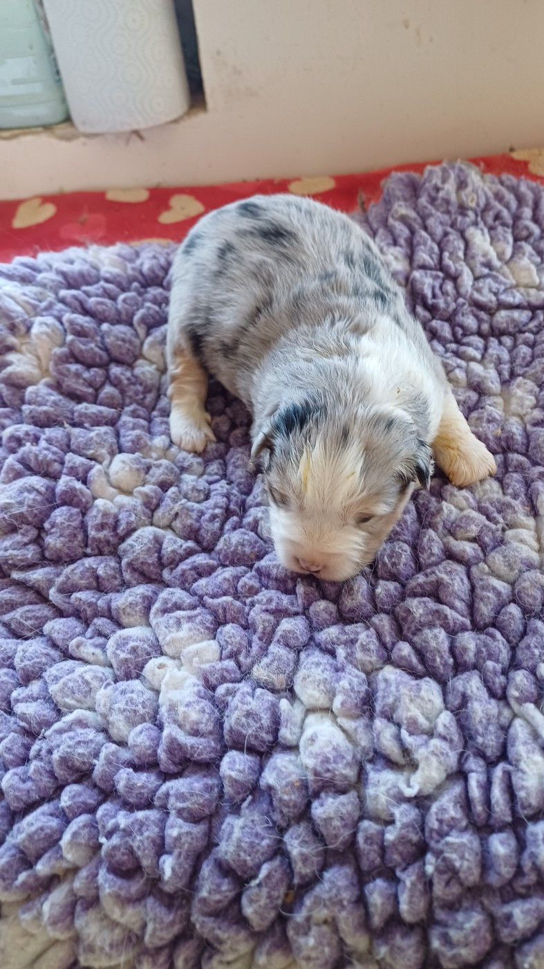 des Jardins de Becky - Chiots disponibles - Berger Américain Miniature 