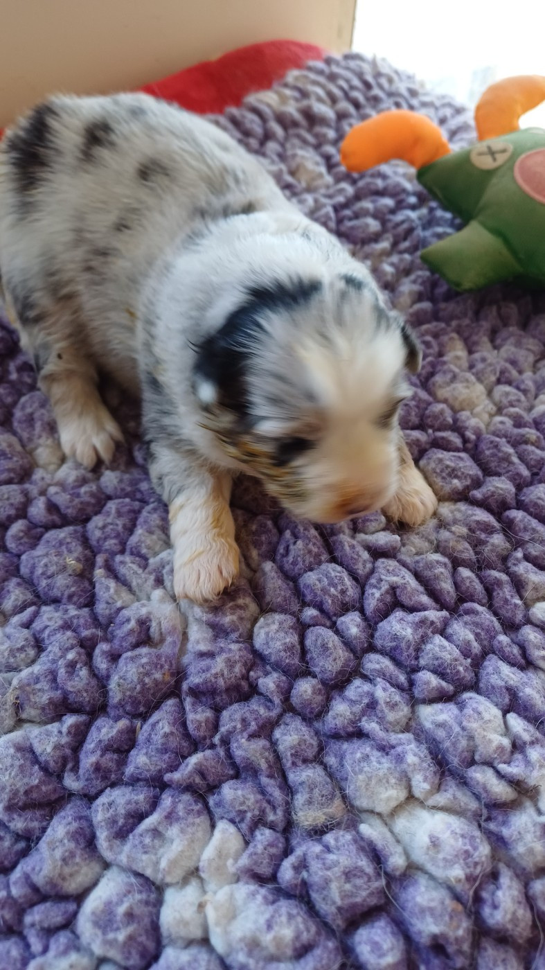 des Jardins de Becky - Chiots disponibles - Berger Américain Miniature 