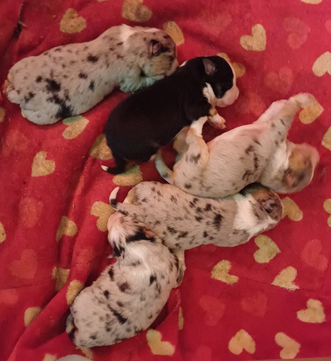 Chiot Berger Américain Miniature  des Jardins de Becky