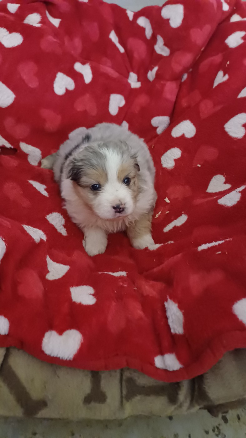 des Jardins de Becky - Chiots disponibles - Berger Américain Miniature 