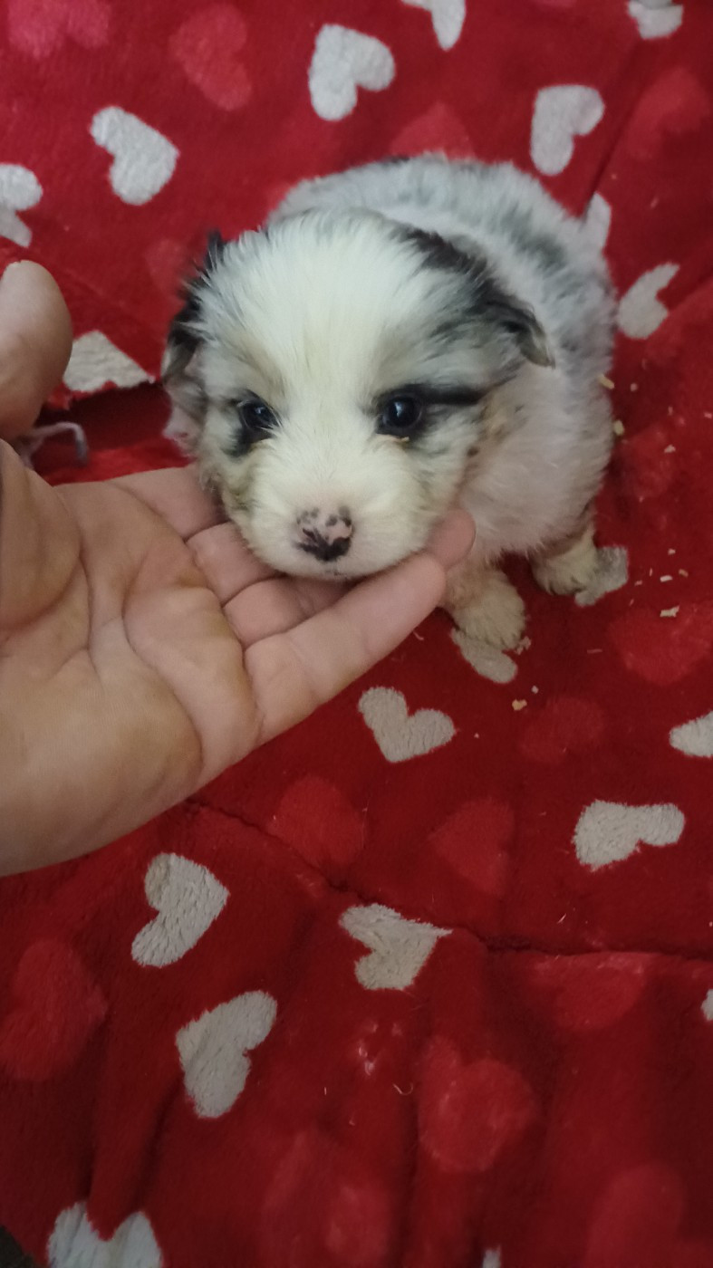 des Jardins de Becky - Chiots disponibles - Berger Américain Miniature 