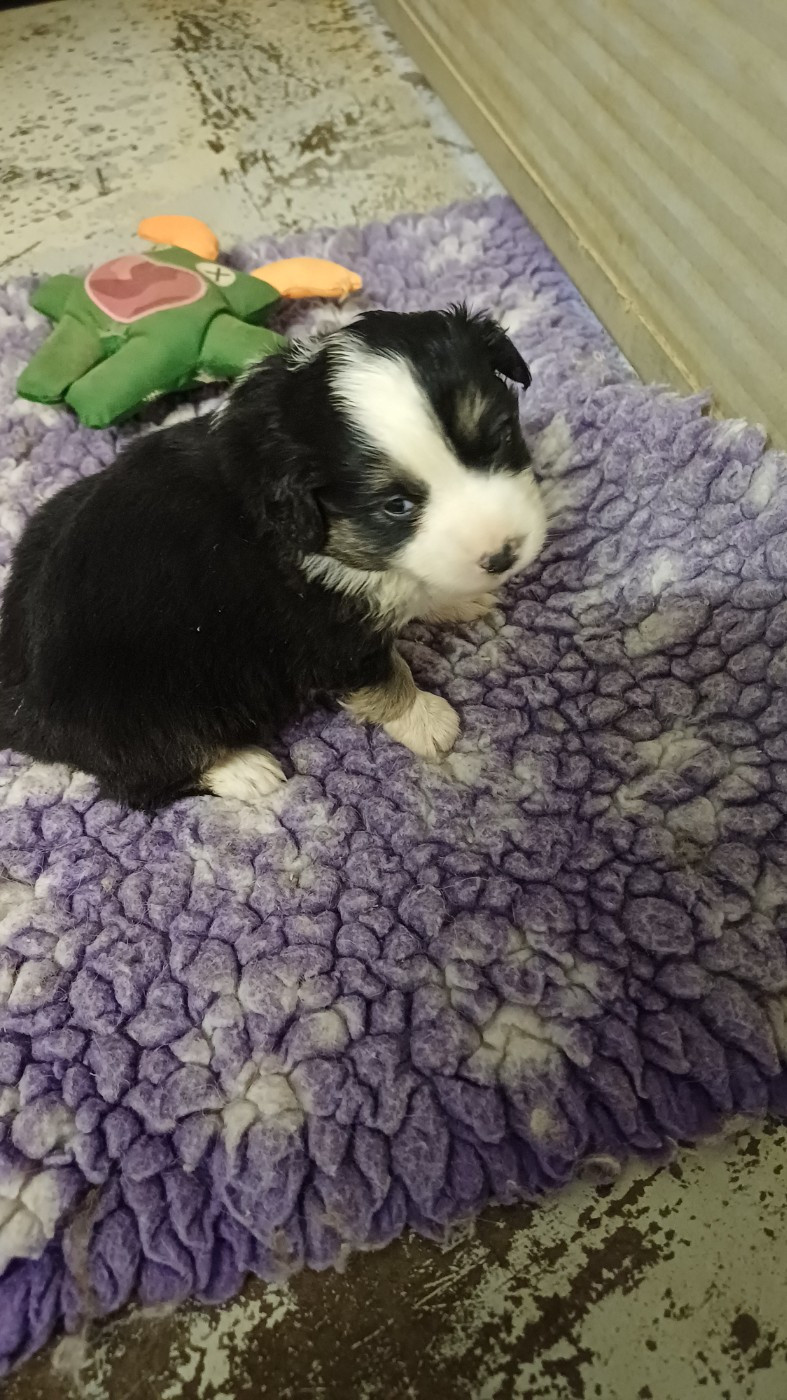 des Jardins de Becky - Chiots disponibles - Berger Américain Miniature 