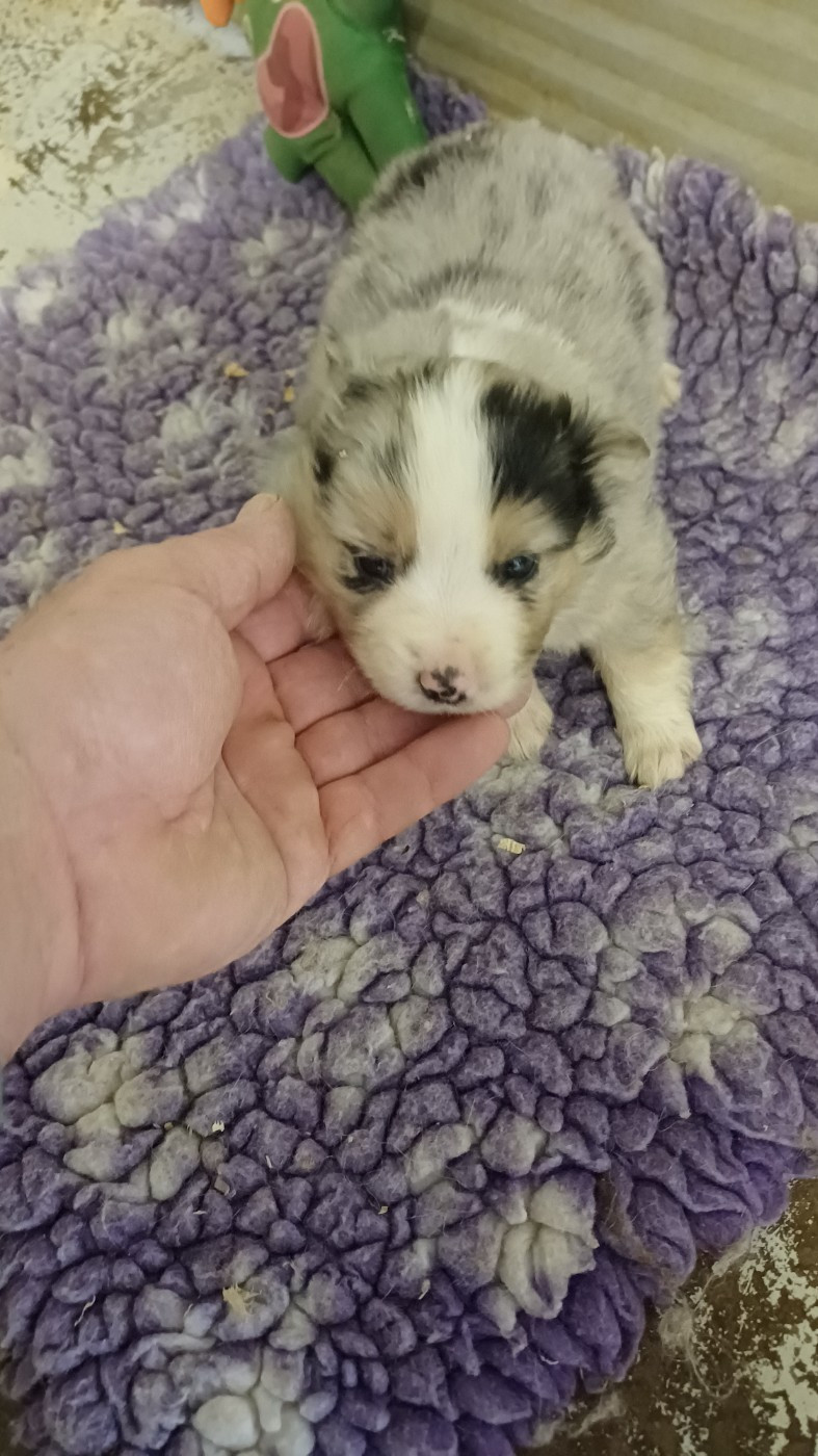 des Jardins de Becky - Chiots disponibles - Berger Américain Miniature 