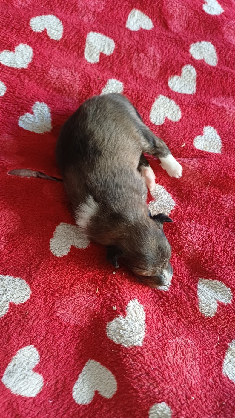 des Jardins de Becky - Chiots disponibles - Shetland Sheepdog