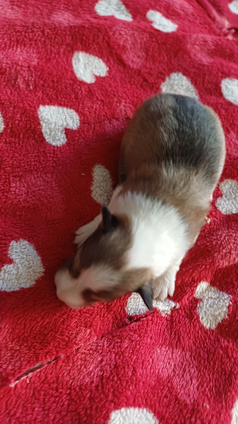 des Jardins de Becky - Chiots disponibles - Shetland Sheepdog