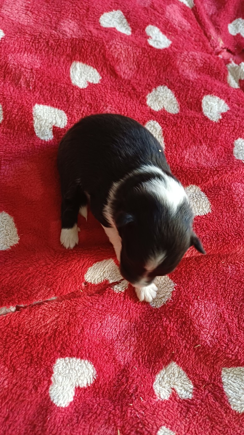 des Jardins de Becky - Chiots disponibles - Shetland Sheepdog