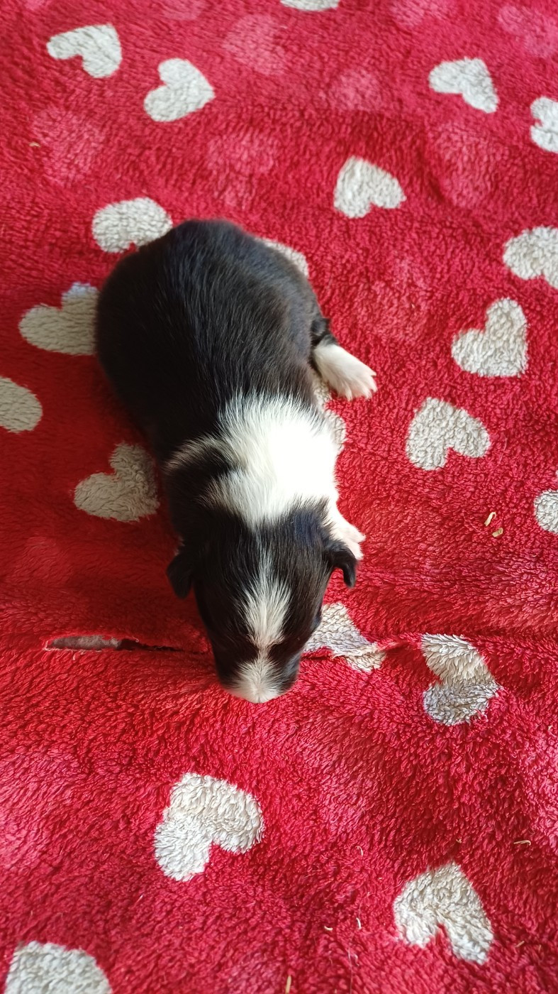 des Jardins de Becky - Chiots disponibles - Shetland Sheepdog