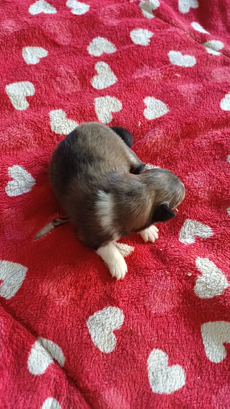 Chiot Shetland Sheepdog des Jardins de Becky