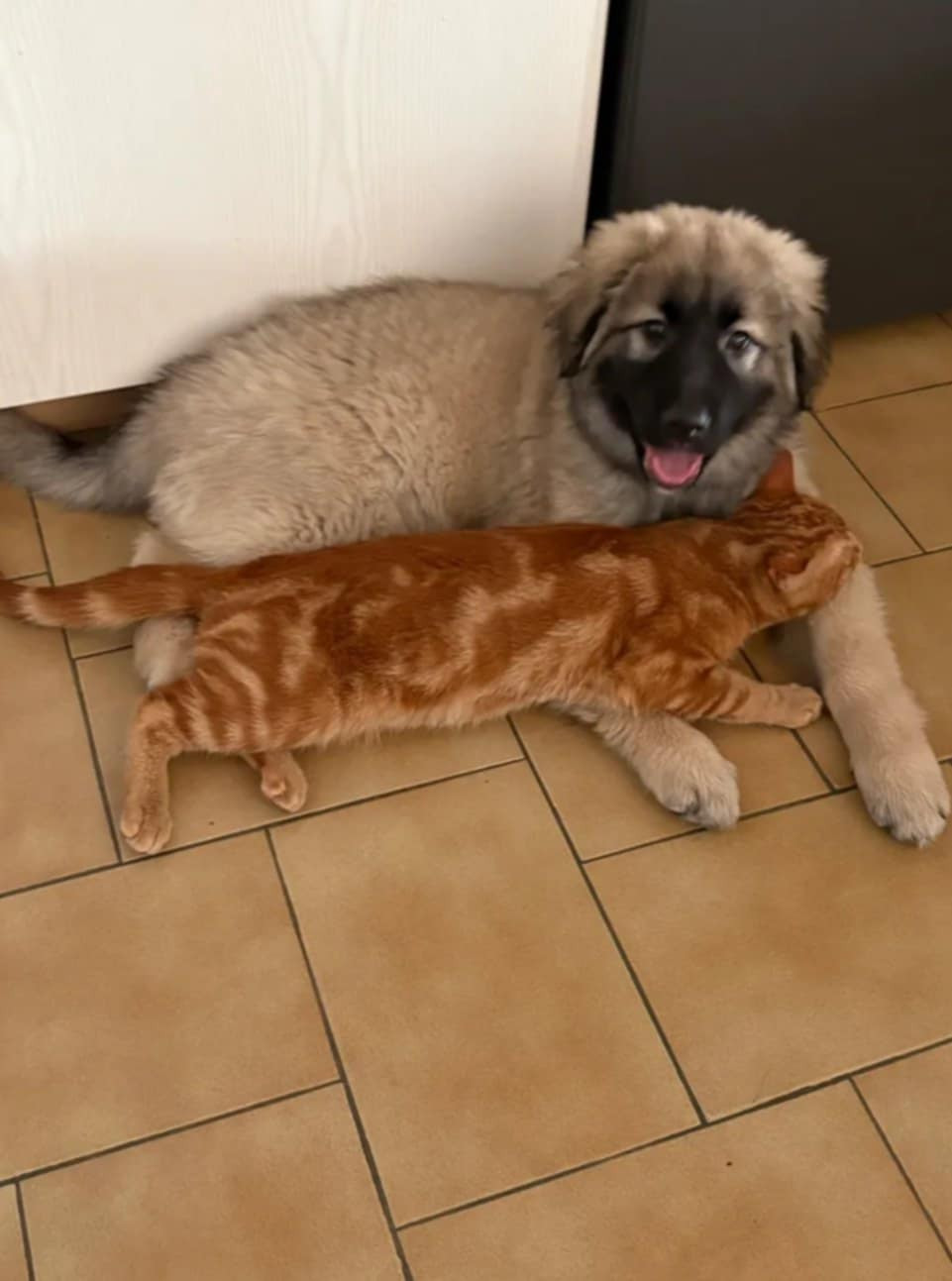 des Jardins de Becky - Chiots disponibles - Berger Yougoslave de Charplanina