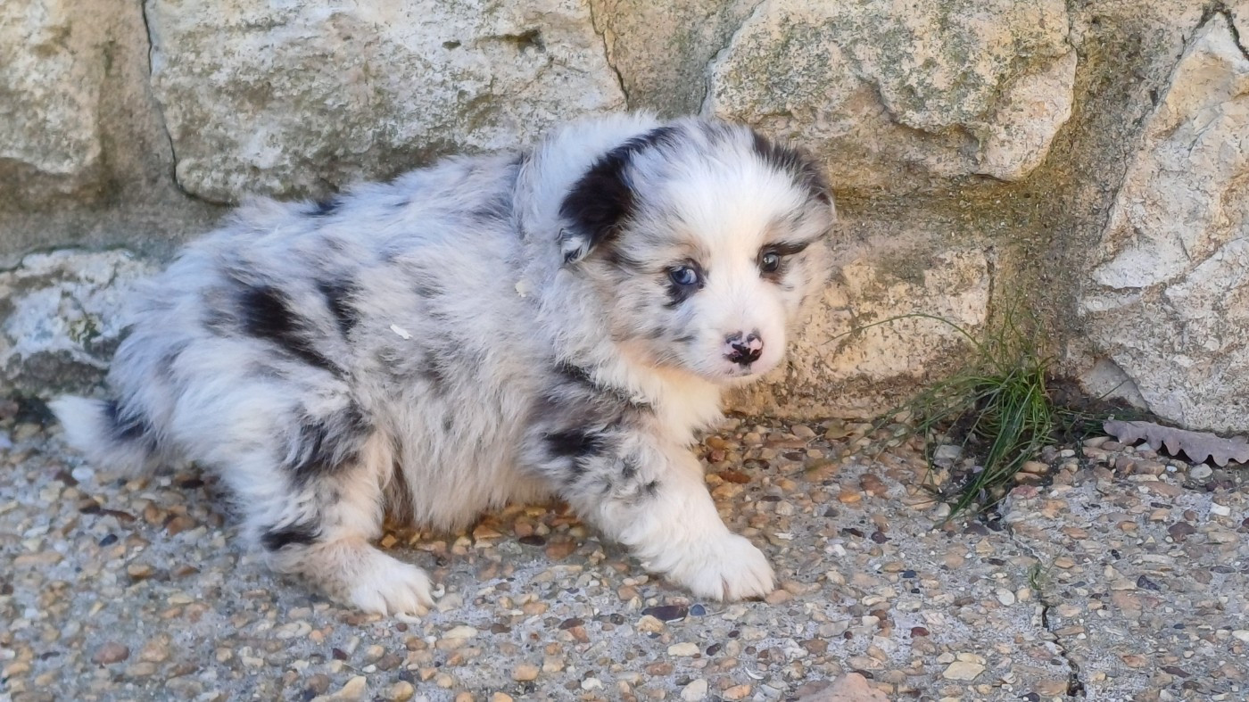 des Jardins de Becky - Chiots disponibles - Berger Américain Miniature 