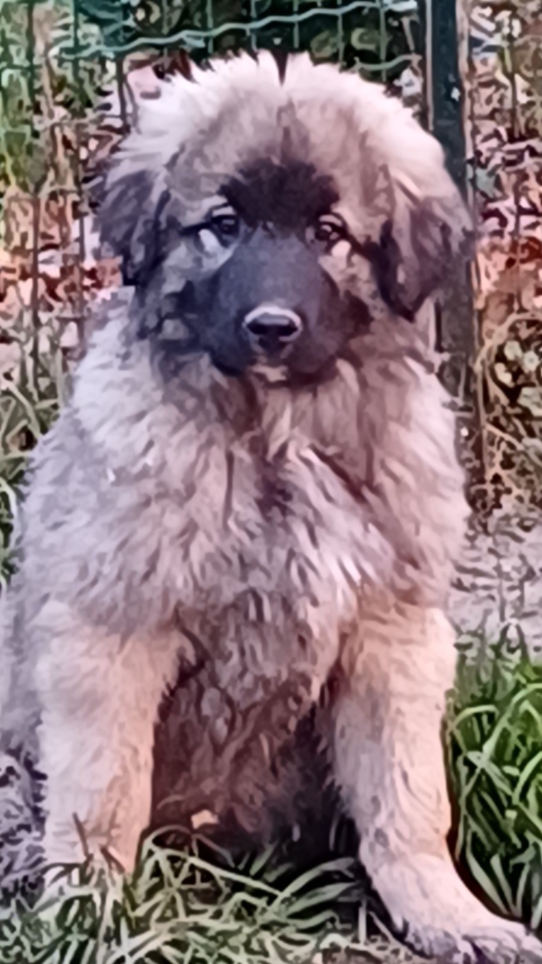 des Jardins de Becky - Chiots disponibles - Berger Yougoslave de Charplanina