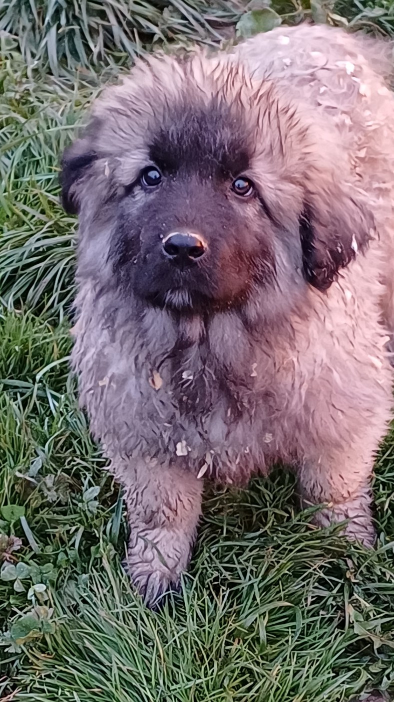 des Jardins de Becky - Chiots disponibles - Berger Yougoslave de Charplanina