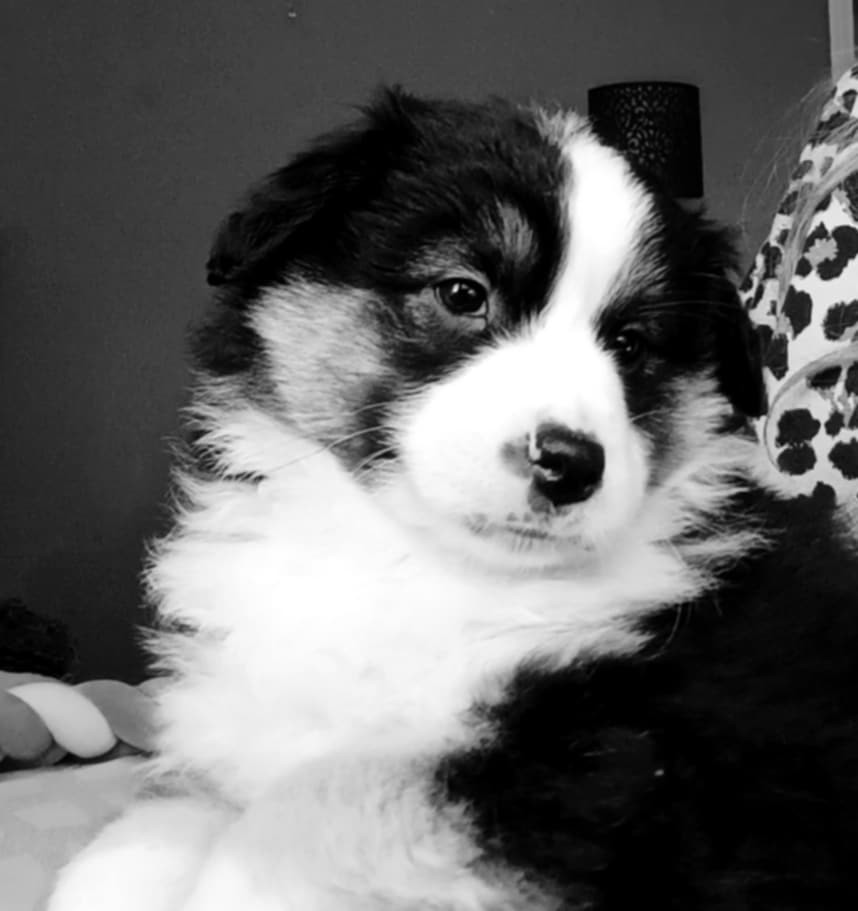 des Jardins de Becky - Chiots disponibles - Berger Américain Miniature 